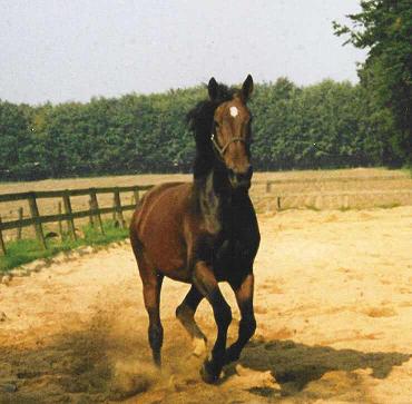 animal health coach paarden